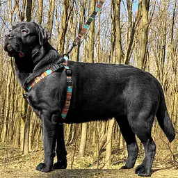 Шлея для собак BronzeDog Tribal L нейлон ацтеки різнобарвна 58-71 см 72/1335 - мініатюра 2