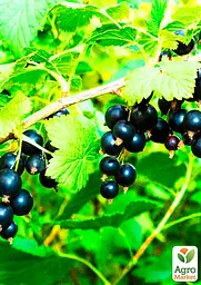Саджанець Agro-Market Смородина чорна на штамбі Солодка ніч (середній термін дозрівання) 1 шт. в пакуванні (23891) - мініатюра 2