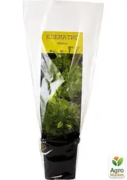 Саджанець Agro-Market Клематис Midori (38145) - мініатюра 4