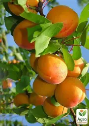 Саджанець Agro-Market Абрикос Сатурн (ранній термін дозрівання) 1 шт. в упаковці (21022) - мініатюра 2