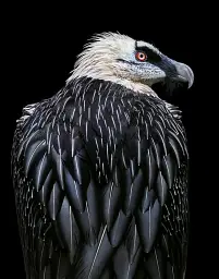 Birds. Photographs - Тім Флеч - мініатюра 8