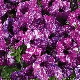 Петунія ампельна "Splash Dance Purple Polka" (контейнер №10 висота 10-15см) (52240) 1 саженец