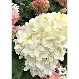 Саджанець Agro-Market Гортензія 3-х річна волотиста Pinkachu (138762) 1 шт. в упаковці - мініатюра 2