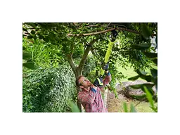 Секатор акумуляторний Ryobi OLP1832BX ONE - мініатюра 3