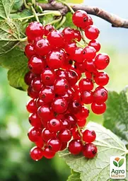 Саджанець Agro-Market Порічка (смородина) на штамбі червона Лейден (середнього терміну дозрівання) 1 шт. в пакуванні (23892) - мініатюра 2