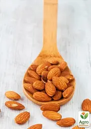 Саджанець Agro-Market Мигдаль солодкий Вікторія (ранній термін дозрівання) 1 шт. в упаковці (23605) - мініатюра 5
