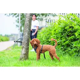 Шлея Trixie CityStyle H-harness для собак бавовна L-XL 75-120 см 25 мм чорний - мініатюра 7