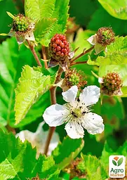 Саджанець Agro-Market Ожина Дірксен Торнлес (Rubus fruticosus DirksenThornless) Нідерланди, вазон П9 1 шт. в пакуванні Нидерланды (178890) - мініатюра 3