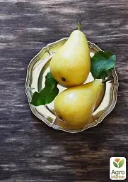 Саджанець Agro-Market Груша Великоплідна (осінній сорт, середній термін дозрівання) 1 шт. в упаковці (39886) - мініатюра 3