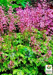 Гейхера (Heuchera) "Tapestry" (48572) 1 саженец - мініатюра 3