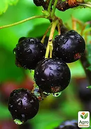 Саджанець Agro-Market Смородина чорна Тісел (Tisel) ранній термін дозрівання) 1 шт. в пакуванні (23395) - мініатюра 2