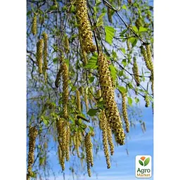 Саджанець Agro-Market Береза лікувальна Міріс (швидко зростаюча, невибаглива) (177474) - мініатюра 4