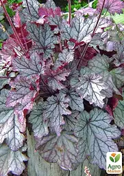 Саджанець Agro-Market Гейхера 3-х річна Heuchera Emperor's New Clothes Purple вазон С3 (93724) - мініатюра 3