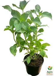Саджанець Agro-Market Гортензія крупнолиста 2-х річна Alba висота саджанця 25-45см (181522) - мініатюра 2