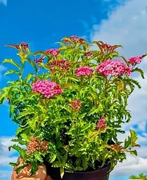 Спірея Agro-Market Sonia японська 2-х річна вазон С2 висота 20-40 см 1 саджанець в упаковці - мініатюра 4