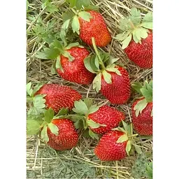 Саджанець Agro-Market Полуниця Діана 5шт (ремонтантний сорт) (44708) - мініатюра 3
