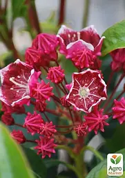 Саджанець Agro-Market Кальмія latifolia Keepsake (49075) - мініатюра 3