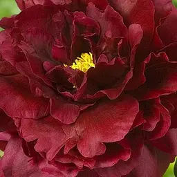 Півонія трав'яниста "Black Beauty" (186416) 1 шт