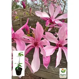 Саджанець Agro-Market Магнолія 3-річна гібридна Betty (висота 40-60 см) (101883) 1 шт. в упаковці - мініатюра 2