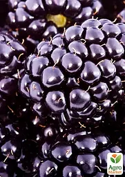 Саджанець Agro-Market Ожина гігант, пізньостиглий сорт Кіова (Ciova) 1 шт. в пакуванні (46319) - мініатюра 2