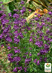 Пенстемон "Harlequin Purple" (186458) 1 саженец - мініатюра 2