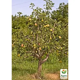Саджанець Agro-Market Груша Бере Боск укорінена в контейнері (саджанець 2 роки) (181474) - мініатюра 5