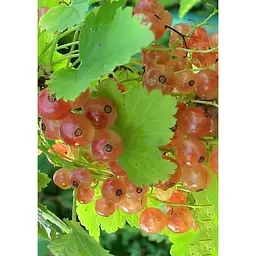 Саджанець Agro-Market Порічка (смородина) рожева Любава 1 шт. в упаковці (44848) - мініатюра 3
