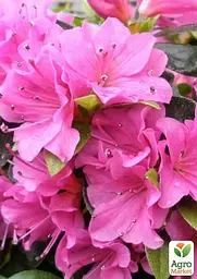 Саджанець Agro-Market Азалія 2-х річна японська Geisha Purple вазон С2, висота 15-30см (181330) - мініатюра 2