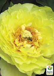 Півонія ІТО "Yellow crown" 1 шт (38272) (Корневище) - мініатюра 3