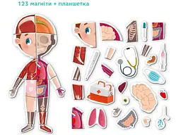 Магнітна гра Тіло людини, DoDo - мініатюра 3