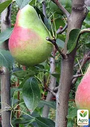 Саджанець Agro-Market Груша Вікторія (літній сорт, ранній термін дозрівання) 1 шт. в упаковці (35447) - мініатюра 4