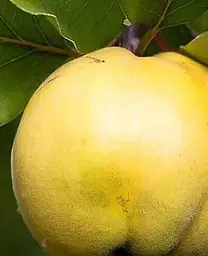 Саджанець Agro-Market Айва Студентка (зимовий сорт, пізній термін дозрівання) (25615) 1 шт. в упаковці - мініатюра 2