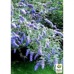 Саджанець Agro-Market Буддлея Давида Adonis Blue С3 висота 20-40 см (153831) 1 шт. в упаковці - мініатюра 2