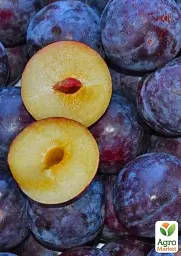 Саджанець Agro-Market Слива Блек Амбер 1 шт. в упаковці (39967) - мініатюра 2
