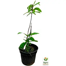 Саджанець Agro-Market Магнолія 3-річна гібридна Betty (висота 40-60 см) (101883) 1 шт. в упаковці - мініатюра 3