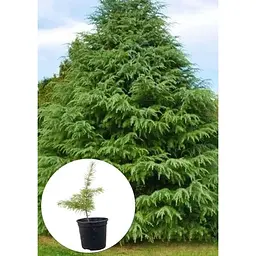 Саджанець Agro-Market Кедр Гімалайський (Cedrus Deodara) С2 висота 30-40 см 1 шт. в упаковці (112448) - мініатюра 2