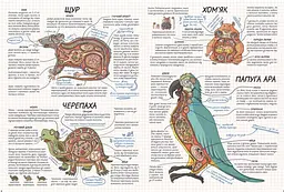 Тварини. Як це працює? - мініатюра 3