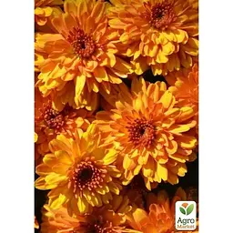 Саджанець Agro-Market Хризантема мультифлора куляста Jasoda Orange (111939) 1 шт. в упаковці - мініатюра 2