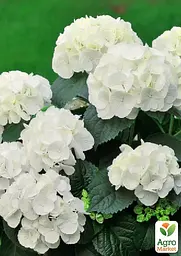 Саджанець Agro-Market Гортензія крупнолистова Soeur Therese вазон Р9 (180925) - мініатюра 3