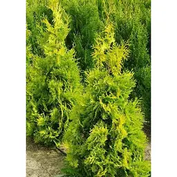 Саджанець Agro-Market Туя західна Europe Gold (ком/сітка) висота 100-110 см 1 шт. в упаковці (184150) - мініатюра 3