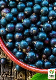 Саджанець Agro-Market Смородина чорна Ніва (середній термін дозрівання) 1 шт. в пакуванні (46287) - мініатюра 2