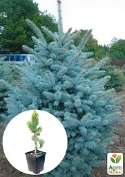 Саджанець Agro-Market Ялина Санта Фе Glauca Santa Fe вазон С1.5 висота 20-30 см 1 шт. в упаковці (112449) - мініатюра 2