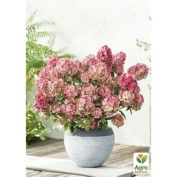 Саджанець Agro-Market Гортензія 3-х річна волотиста Petite Star (183339) 1 шт. в упаковці - мініатюра 2