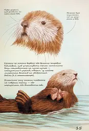 Морські тварини світу. Нотатки, малюнки та спостереження про тварин, що живуть в океані - мініатюра 16