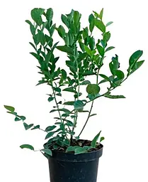 Саджанець Agro-Market Лохина (чорниця садова) 2 роки Блу Ріббон (Blue Ribbon) С2 висота 50-60 см 1 саджанець (178688) - мініатюра 2