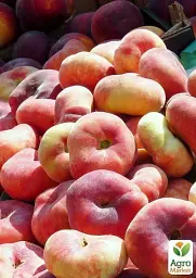 Саджанець Agro-Market Інжирний персик Інжирний класичний (літній сорт, середній термін дозрівання) 1 шт. в упаковці (15921) - мініатюра 2