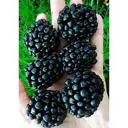 Саджанець Agro-Market Ожина гігант, пізньостиглий сорт Кіова (Ciova) 1 шт. в упаковці (46319) - мініатюра 2