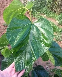 Саджанець Agro-Market Шовковиця щеплена великоплідна «Королівська» (великолиста, літній сорт, середній термін дозрівання) (80246) 1 шт. в упаковці - мініатюра 2