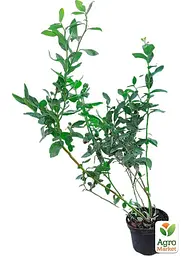 Саджанець Agro-Market Лохина 3-х річна Патріот (Patriot) С5 висота 70-90см 1 шт. в пакуванні (182325) - мініатюра 2