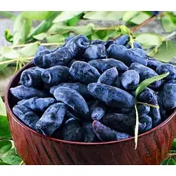Саджанець Agro-Market Жимолість Німфа (середній термін дозрівання, один з провідних сортів) 1 саджанець (36259) - мініатюра 2